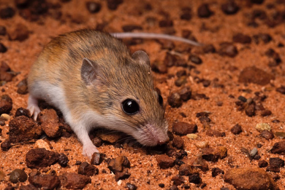 Two New Species of Native Mice Found in Australia
