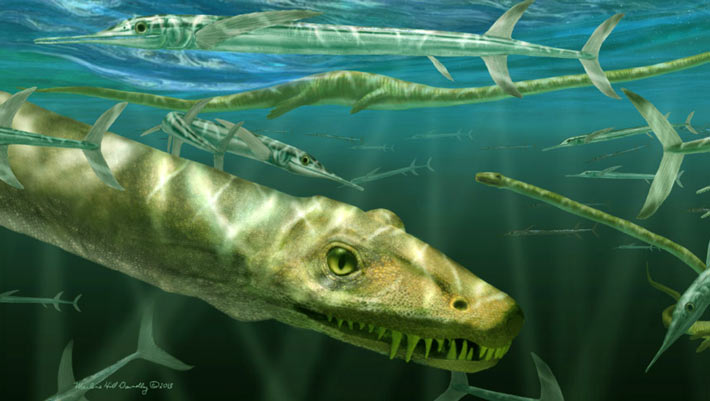 Dinocephalosaurus became as soon as Fully Marine Reptile and Even Gave Birth at Sea, Paleontologists Instruct