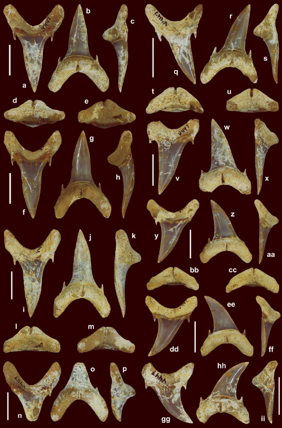 Extinct Shark’s Teeth Had Their Own Needle-Like Fangs