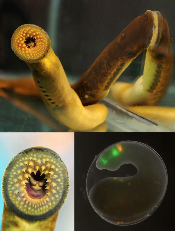 Survey: Sea Lamprey’s Brain Style is Remarkably Much like That of Folks